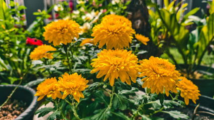 Vibrant display of yellow chrysanthemums basking in the sunlight garden