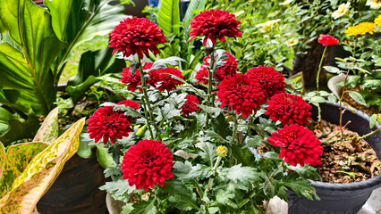 Vibrant Red Chrysanthemums in a Lush Garden Setting, showcasing nature's beauty