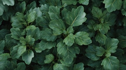 Dense foliage close-up displaying intricate leaf venation and shades of green