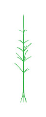 Simple illustration of a plant stem with leaves.