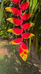 Heliconia Rostrata Flower &ndash; Hanging Lobster Claw or False Bird of Paradise in Tropical Garden