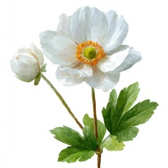 Delicate white anemone blossom with bud and green leaves, isolated on white