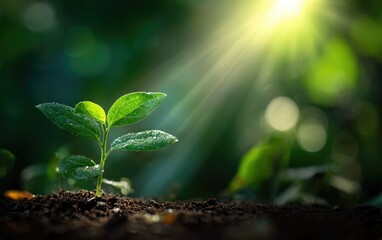 Young sprout emerging from soil, bathed in sunlight (2)
