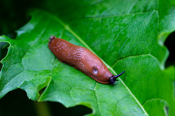 a forest snail crawling on a green leaf in a blurred background. a colorful macro photo of a mollusk. close-up. natural lighting.