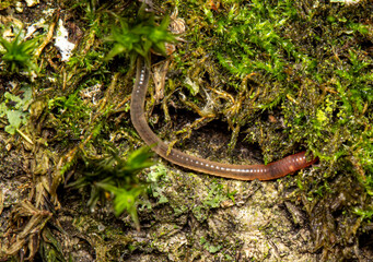 a small earthworm crawling on a mossy stone in a blurred background. colorful macro photo of an...
