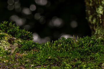 empty forest natural background with highlights. space for text and subject. colorful flower photo....