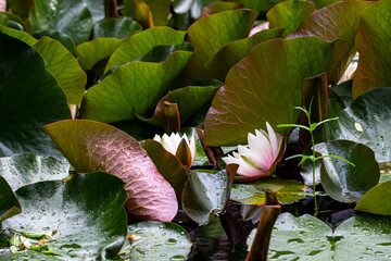 lotus flower on a picturesque pond. colorful flower photo. natural nature. general view. natural...