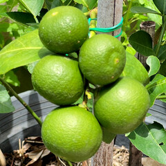 lime on tree