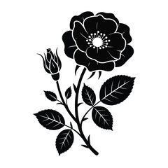 Elegant black and white rose with bud vector illustration isolated on white