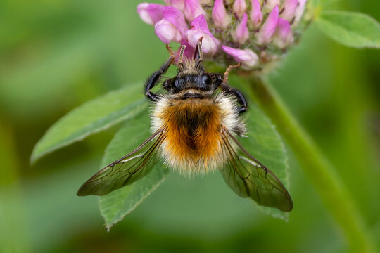 Eine h&auml;ngende Ackerhummel in der Frontale an einer Bl&uuml;te