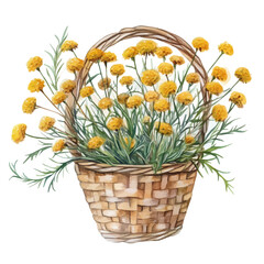 watercolor vector of A Tansy Flower Basket, isolated on a white background.