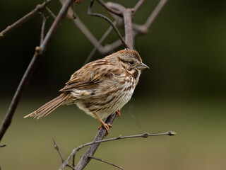 Song Sparrow perched on a small branch side view blurred background close up small songbird feather...