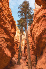 Twin Ponderosa Pines Framing Hoodoos on Queen’s Garden Trail, Bryce Canyon National Park, Utah