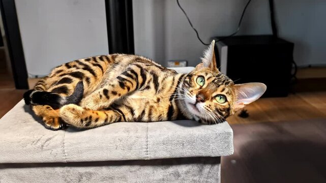 A lazy Bengal cat lies in a sunlit spot at home, meowing expressively at the camera.