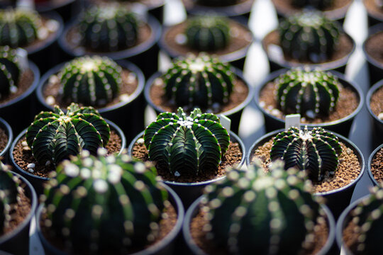 Gymnocalycium LB 2178 cactus close up