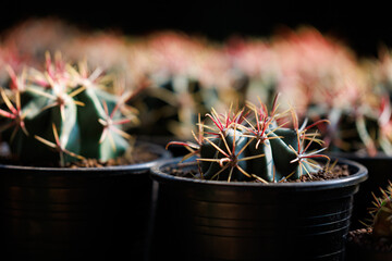 Ferocactus peninsulae and other varieties of cactus in pots
