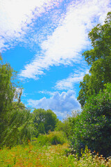 summer landscape with trees