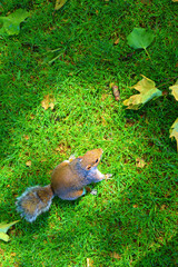 Squirrels in the Park