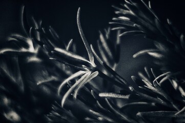 A dramatic black and white macro shot of plant-like structures, featuring soft lighting and deep...