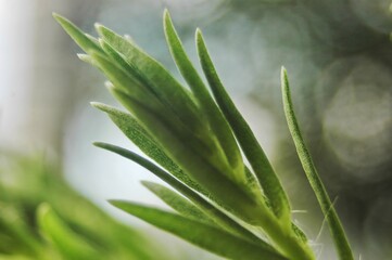 A close-up macro shot of a fresh green plant, capturing the delicate structure and vibrant color of...