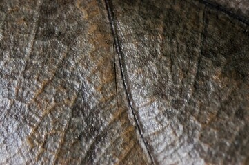 Fototapeta premium the dried and withering leaves with brown pale scenery