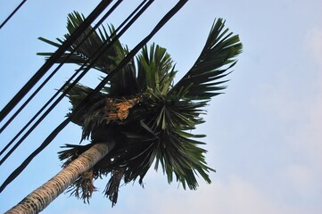 A unique perspective of a tropical palm tree intersected by overhead power lines against a clear...