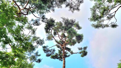 a pine forest