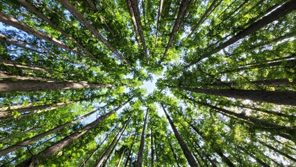 in a coniferous forest