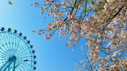Cherry Blossoms and Ferris Wheel