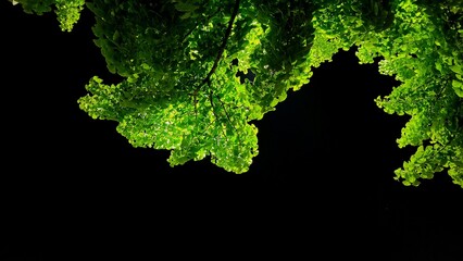 green leaf on black background