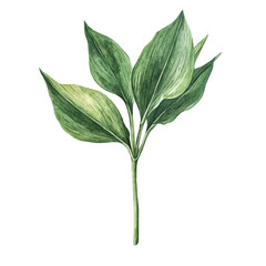 A Solomons Seal Stem, watercolor illustration vector, isolated on a white background.