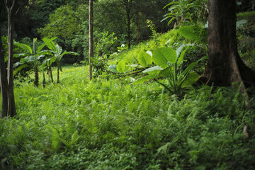 fresh greenery