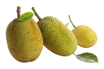 Fresh Jackfruit with Leaves, Close-up Shot