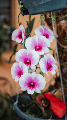 Phalaenopsis orchid pink and white flowers