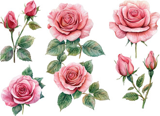 set of roses vector illustration