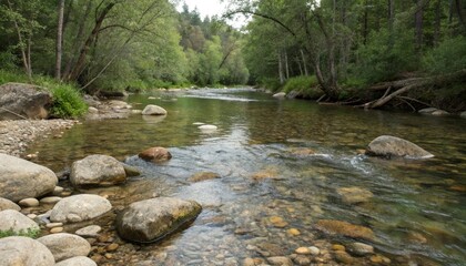 river in the forest
