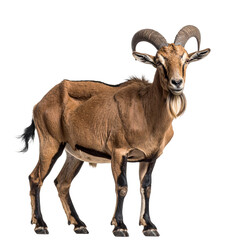 Untitled design - Female Markhor with Elegant Spiral Horns and Calm Expression, isolated on a transparent background