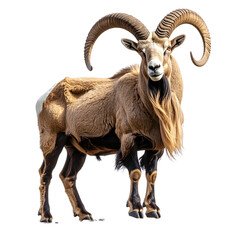 Untitled design - Male Markhor with Spiraled Horns Grazing in the Mountains, isolated on a transparent background