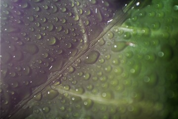 Macro shot of a green and purple leaf covered in water droplets, featuring soft focus and vibrant...
