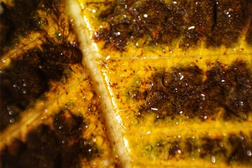 Macro shot of a leaf in yellow and brown tones, displaying intricate veins and textures with water...