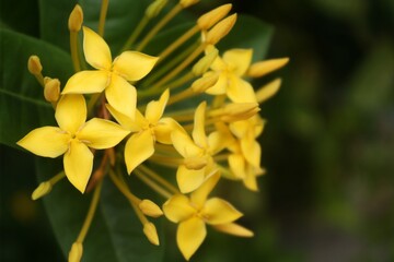 beautiful yellow flowers against a blurred green background