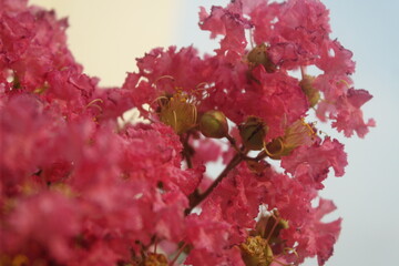 vibrant pink flowers in full bloom against a soft background, capturing intricate details and beauty