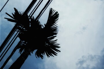 Silhouette of a palm tree and power lines against a cloudy sky, blending natural and urban elements...