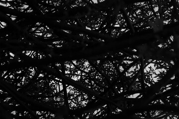 Black-and-white silhouette of tangled tree branches and leaves against a bright sky, creating a...