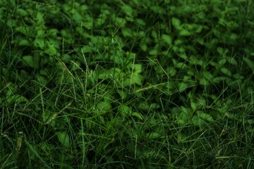 dense green grass and leaves, featuring rich textures and deep green tones, perfect for...