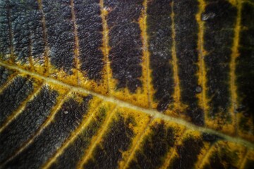 Macro shot of a leaf with dark and yellow veins, highlighting intricate textures and natural...