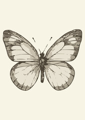 sketch of a butterfly bl
