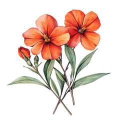 A Scarlet Pimpernel Bouquet, watercolor painting vector, isolated on a white background.