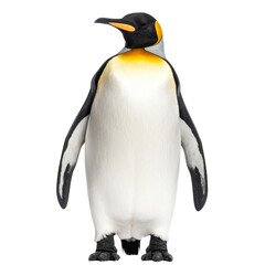 Untitled design - Adorable Emperor Penguin Standing Upright, isolated on a transparent background
