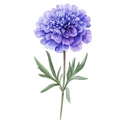 watercolor vector of A Scabiosa Stem, isolated on a white background.